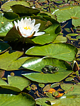 BB 15 0563 / Nymphaea candida / Kantnøkkerose <br /> Pelophylax esculentus / Hybridfrosk